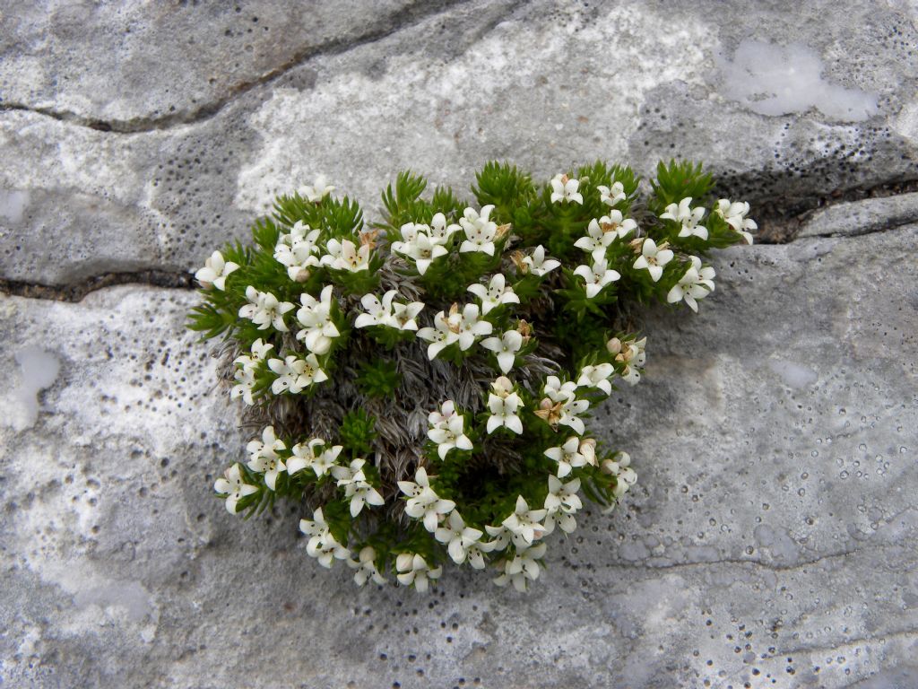Galium palaeoitalicum / Caglio delle Apuane